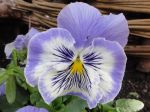 Pensée (Viola) ou : Rose des vents du sud sculptée dans le marbre et l'améthyste PS: J'en ai de multiples en photo surnommées selon mon humeur Pensée (Viola) ou : Rose des vents du sud sculptée dans le marbre et l'améthyste PS: J'en ai de multiples en photo surnommées selon mon humeur