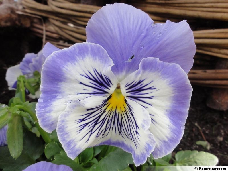 Pensée, Viola : planter, cultiver, multiplier