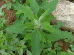 Ch�nopode blanc (Chenopodium album) -jeune plant- photographi� en juillet � Pithiviers-le-Vieil (45)