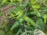 Euphorbe à taupes, Euphorbe des jardins ou  Euphorbe épurge (Euphorbia lathyris) -Aspect général-