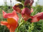 Muflier ou Gueule-de-loup- (Antirrhinum majus) -Détail des fleurs- Muflier ou Gueule-de-loup- (Antirrhinum majus) -Détail des fleurs-