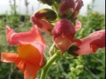 Muflier ou Gueule-de-loup- (Antirrhinum majus) -D�tail des fleurs-