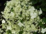 Hortensia grimpant (Hydrangea petiolaris) - D�tail des fleurs- Photographi� � Montlh�ry (91)