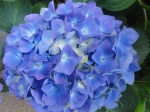 Hortensia bleu (Hydrangea)