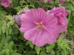 Mauve en arbre ou Lavat�re arbustive (Lavatera) -D�tail de la fleur- 