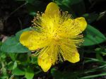 Millepertuis perforé ou Millepertuis commun ou Millepertuis officinal (Hypericum perforatum) -Détail de la fleur aux multiples étamines- Millepertuis perforé ou Millepertuis commun ou Millepertuis officinal (Hypericum perforatum) -Détail de la fleur aux multiples étamines-