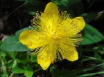 Millepertuis perfor� ou Millepertuis commun ou Millepertuis officinal (Hypericum perforatum) -D�tail de la fleur aux multiples �tamines-