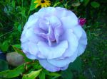 Rose bleue de Gif sur Yvette (91) Rose bleue de Gif sur Yvette (91)