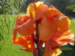 Canna (Canna indica) -D�tail de la fleur orange-