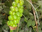 Gouet (Arum italicumum) -Fruits immatures qui deviendront rouges et toxiques-