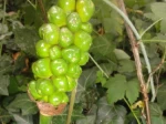 Gouet (Arum italicumum) -Fruits immatures qui deviendront rouges et toxiques-