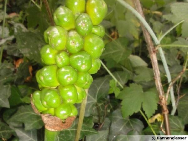 Arum d'Italie, Gouet d'Italie, Arum italicum : planter, cultiver, multiplier