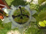 Passiflore bleue (Passiflora caerulea). Dame nature s'est mu�e en M.O.F. pour imaginer cette p�tisserie originale!
