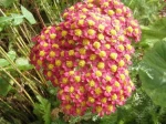 Achill�e millefeuille (Achillea millefolium) � fleurs roses