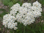 Achill�e millefeuille (Achillea millefolium)