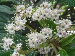 iorne � feuilles rid�es (Viburnum rhytidophyllum) -D�tail des fleurs-