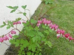 C�ur de Marie, C�ur-de-Jeannette ou C�ur-Saignant (Dicentra spectabilis) -Feuilles et fleurs-