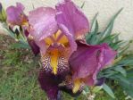 Iris des jardins violet clair (Iris germanica)