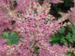 Astilbe d'Arends (Astilbe arendsi) -d�tail de l'inflorescence