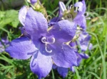 Campanule des murailles (Campanula portenschlagiana ou Campanula muralis) -D�tail de la fleur- 