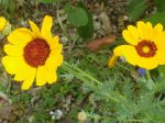 Coreopsis élégant (Coreopsis tinctoria) Coreopsis élégant (Coreopsis tinctoria)