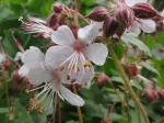 Gaura lindheimeri