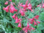 Heuchère (Heuchera) ou Désespoir du peintre -Détail des fleurs, aussi difficiles à photographier qu'à peindre- Heuchère (Heuchera) ou Désespoir du peintre -Détail des fleurs, aussi difficiles à photographier qu'à peindre-