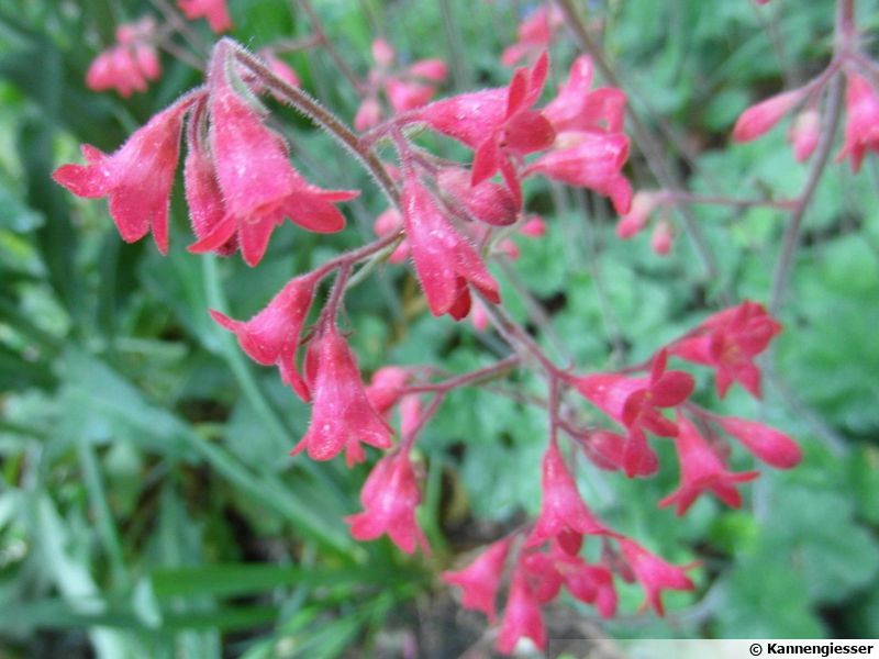 Heuchère, Désespoir Du Peintre 'Leuchtkaefer', (Heuchera Sanguinea