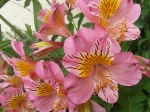 Alstroemia (ou Alstroemeria) photographi� � Billiers (56)