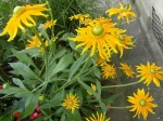 Rudbeckie (Rudbeckia hirta) 'Prairie Sun' aussi brillantes que des fus�es d'artifice
