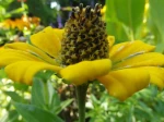 Rudbeckie (Rudbeckia nitida), g�teau au chocolat mont� sur cr�me patissi�re citronn�e