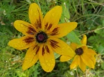 Rudbeckie lacini�e (Rudbeckia laciniata