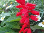 Sauge �clatante (Salvia splendens) 