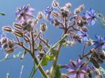 Bourrache ou Bourrache officinale (Borago officinalis) vue par dessous au domaine du château de Chamarande. Tons bleu-ciel et rose