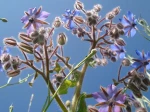 Bourrache ou Bourrache officinale (Borago officinalis) vue par dessous au domaine du ch�teau de Chamarande. Tons bleu-ciel et rose
