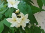 Jasmin blanc (Jasminum officinalis) -Fleurs-