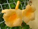 Bignone jaune (Campsis radicans) photographi� � Cagnes-sur-Mer (06) 