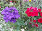 Croix de Malte ou de Jérusalem (Lychnis chalcedonica) rouges et violets Croix de Malte ou de Jérusalem (Lychnis chalcedonica) rouges et violets