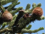 Araucaria (Pin du Chili) ou D�sespoir des singes -Vue des c�nes femelles au bout des rameaux-