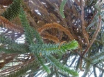 Araucaria (Pin du Chili) ou D�sespoir des singes -Rameaux anciens et nouveaux Vus par en-dessous-