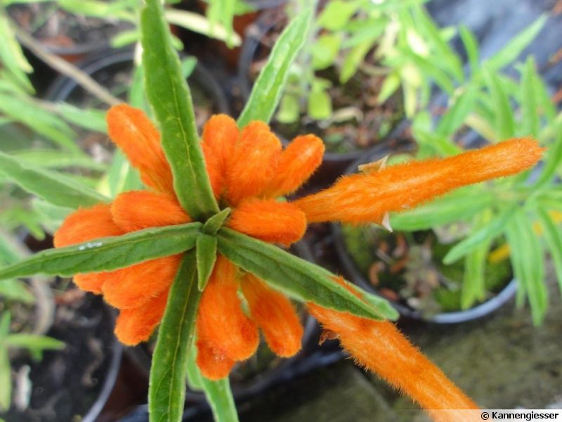 Queue de lion, Leonotis leonorus planter, cultiver, multiplier Queue de lion, Leonotis leonorus planter, cultiver, multiplier