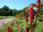 Ricin en fleurs au Parc floral d'Orléans