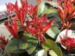Photinia x fraseri et ses jeunes pousses de printemps Photinia x fraseri et ses jeunes pousses de printemps