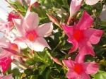 Dipladenia ou Mandevilla photographi� � Nice (06)