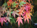 Erable du Japon (Acer palmatum) - Feuilles d'automne -