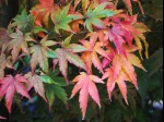 Erable du Japon (Acer palmatum) - Feuilles d'automne -
