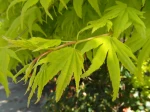 Erable palm� ou �rable japonais lisse (Acer palmatum) -D�tail des feuilles au printemps-