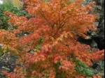 Erable du Japon (Acer palmatum) en automne