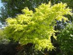 Erable palmé ou érable japonais lisse (Acer palmatum) au printemps