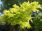 Erable palm� ou �rable japonais lisse (Acer palmatum) au printemps